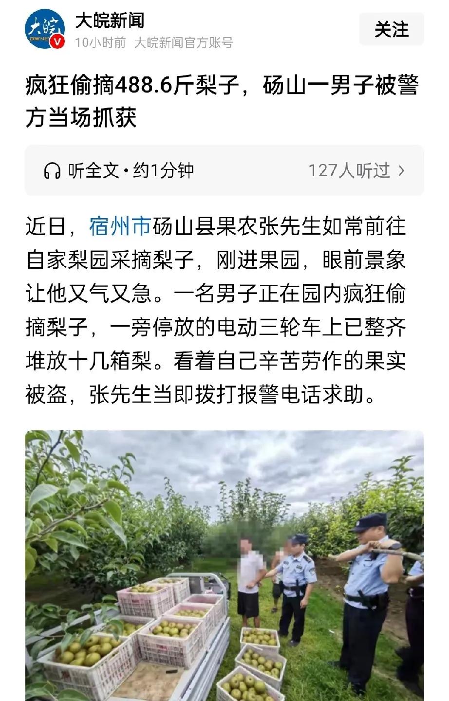 太气人！大叔去果园巡查，撞见男子公然偷梨，一车果实快被搬空“你这是要断