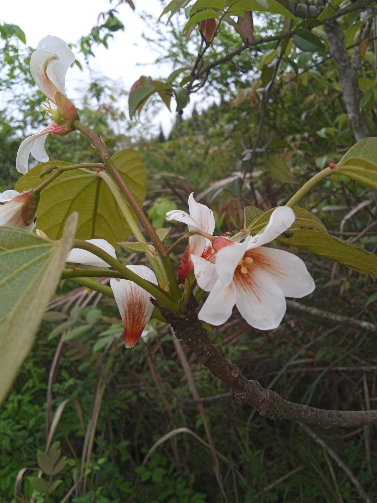 现在有些大龄男青年娶妻很难，但是离婚带有孩的是你，你愿意娶吗？有的男人不在乎带