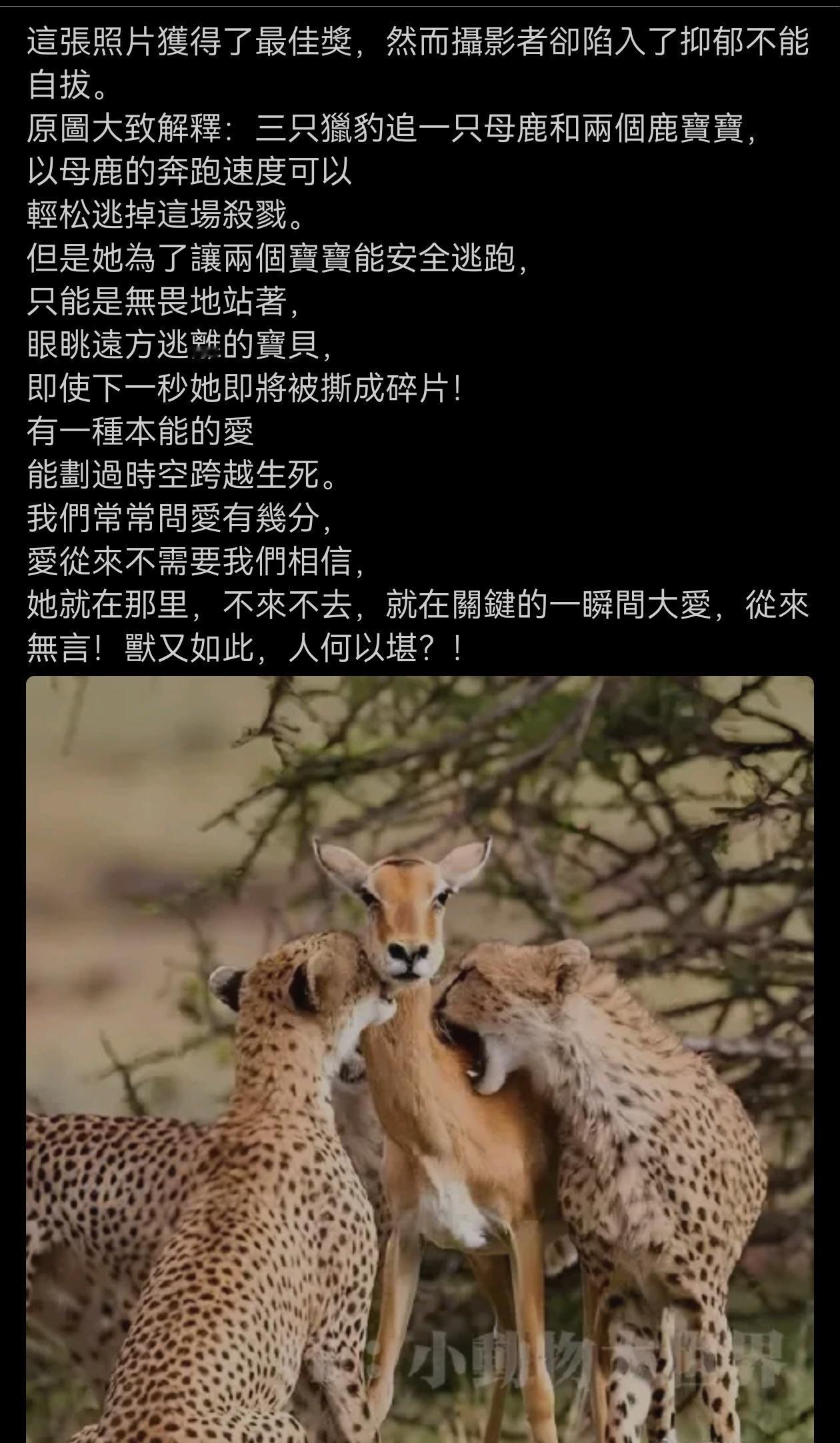 这幅照片虽然获得了最佳奖，摄影师却得了抑郁！