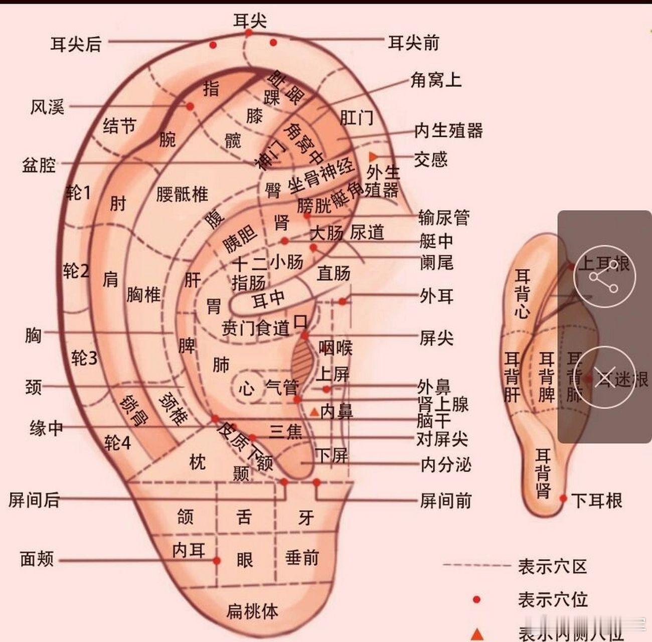 好消息山东中医赵军携中医耳疗培训讲师侯东霞老师将于将于本月3月6号至7号在淄博广