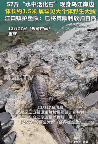 重庆村民捡到57斤“牢底坐穿鱼”，这哪是偶遇，分明是生态给的“成绩单”！