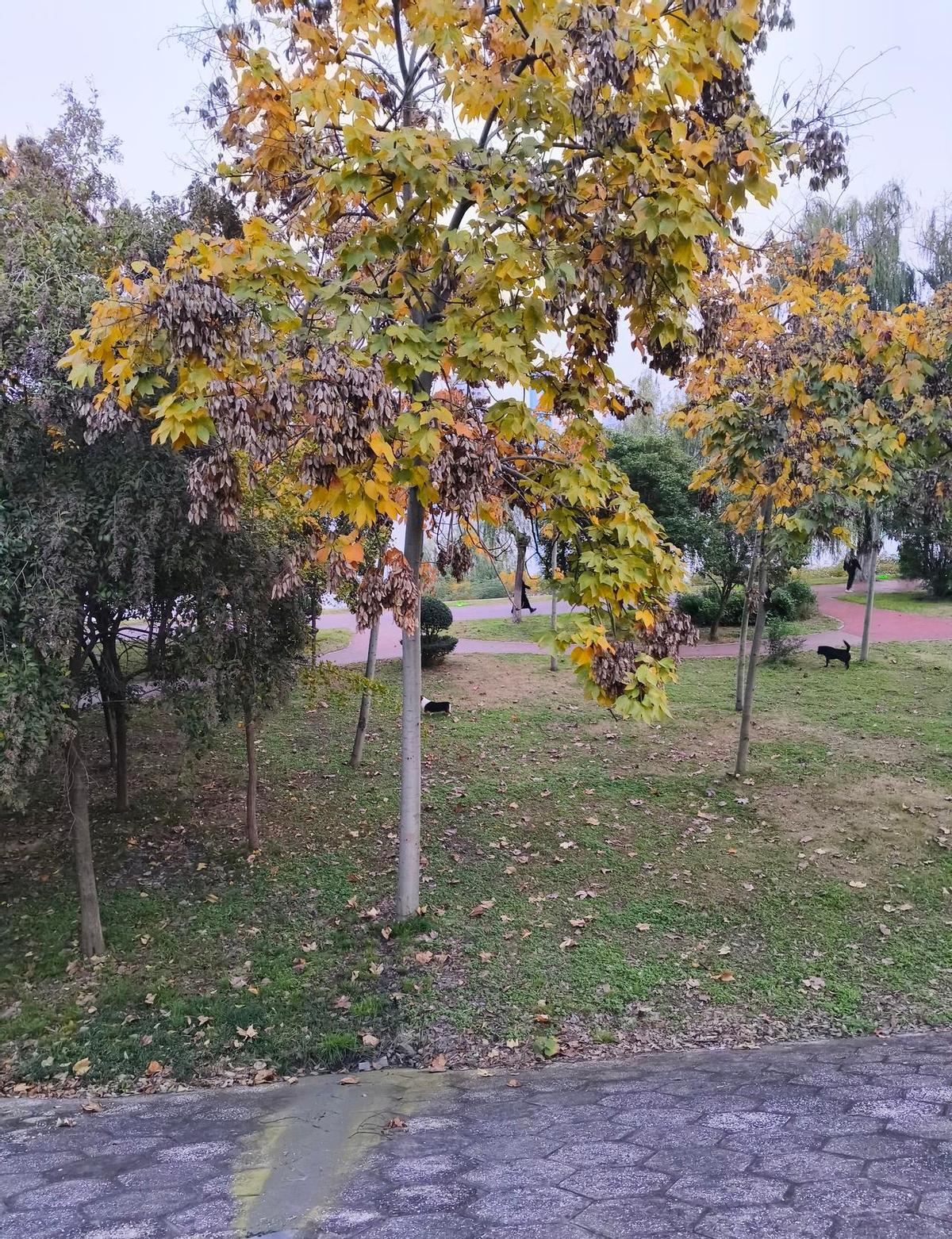 秋日的河边上，人不多不少，鱼竿一甩，日子就慢了下来。阳光不烫，风不冷，裤脚沾点