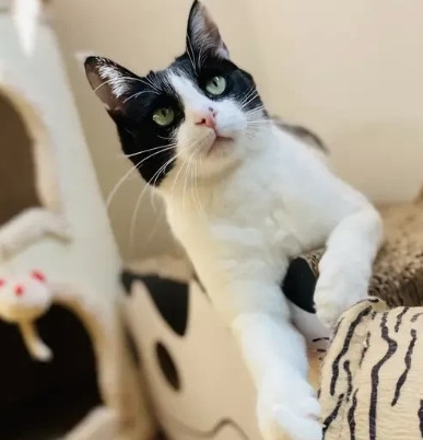 养猫好处多！