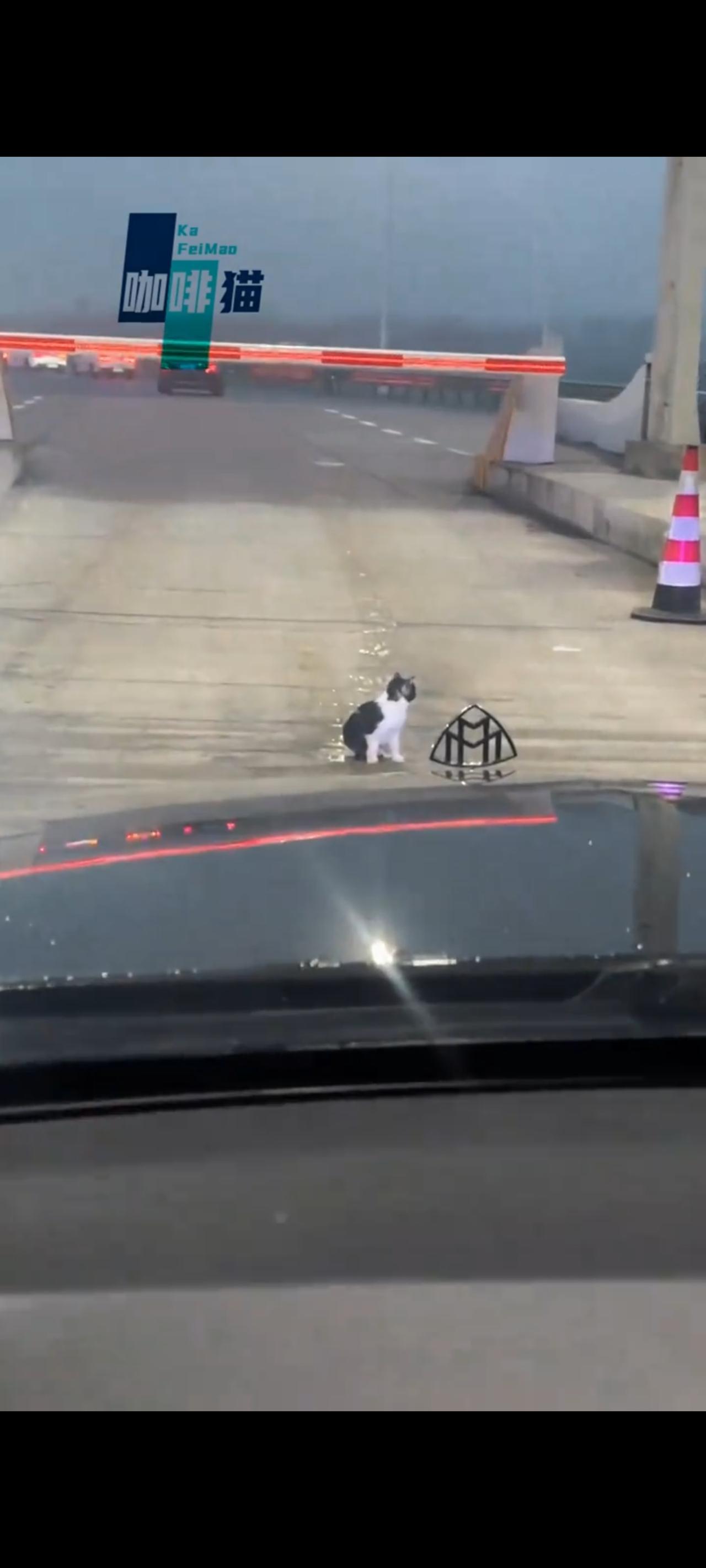 能够开得了迈巴赫的人，果然是人美心善，在过收费站的时候，一只不知道从哪里跑来的流