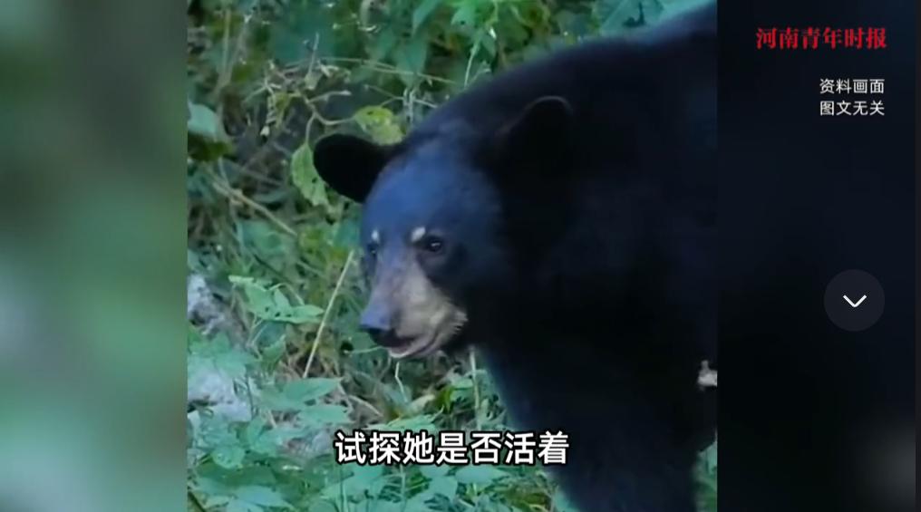 “命真大啊！”2025年9月，甘肃，一怀孕女子在放牧时被黑熊袭击，被黑熊攻击后女