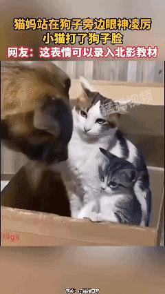 寒芒微现，眼神如刀！！！[哭哭]