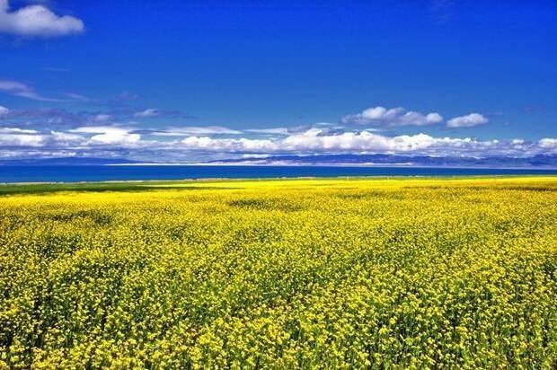 八月国内出游地推荐1、青海湖——美丽的花海2、青岛——洗海澡，喝啤酒3、香格里拉