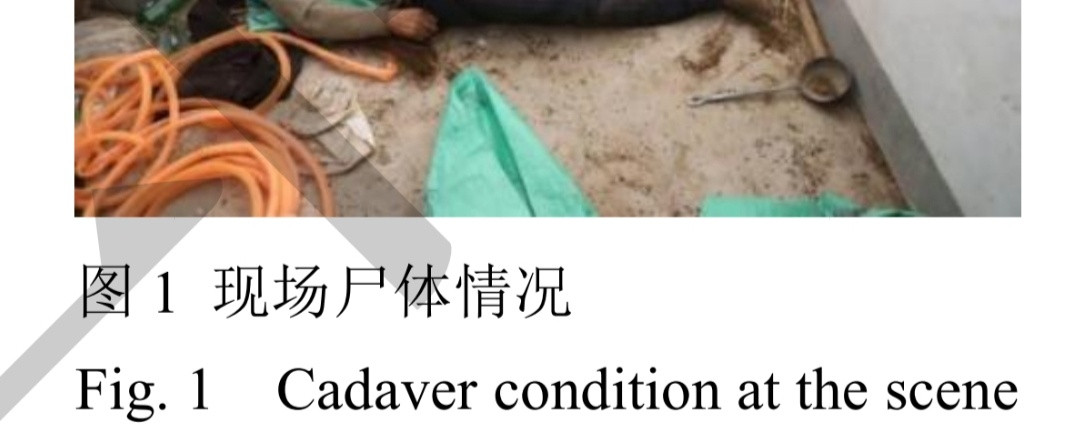 又一个主人死后，家犬撕食尸体的案子。¹独居老头83岁，冬天的上午11点跟同村妇
