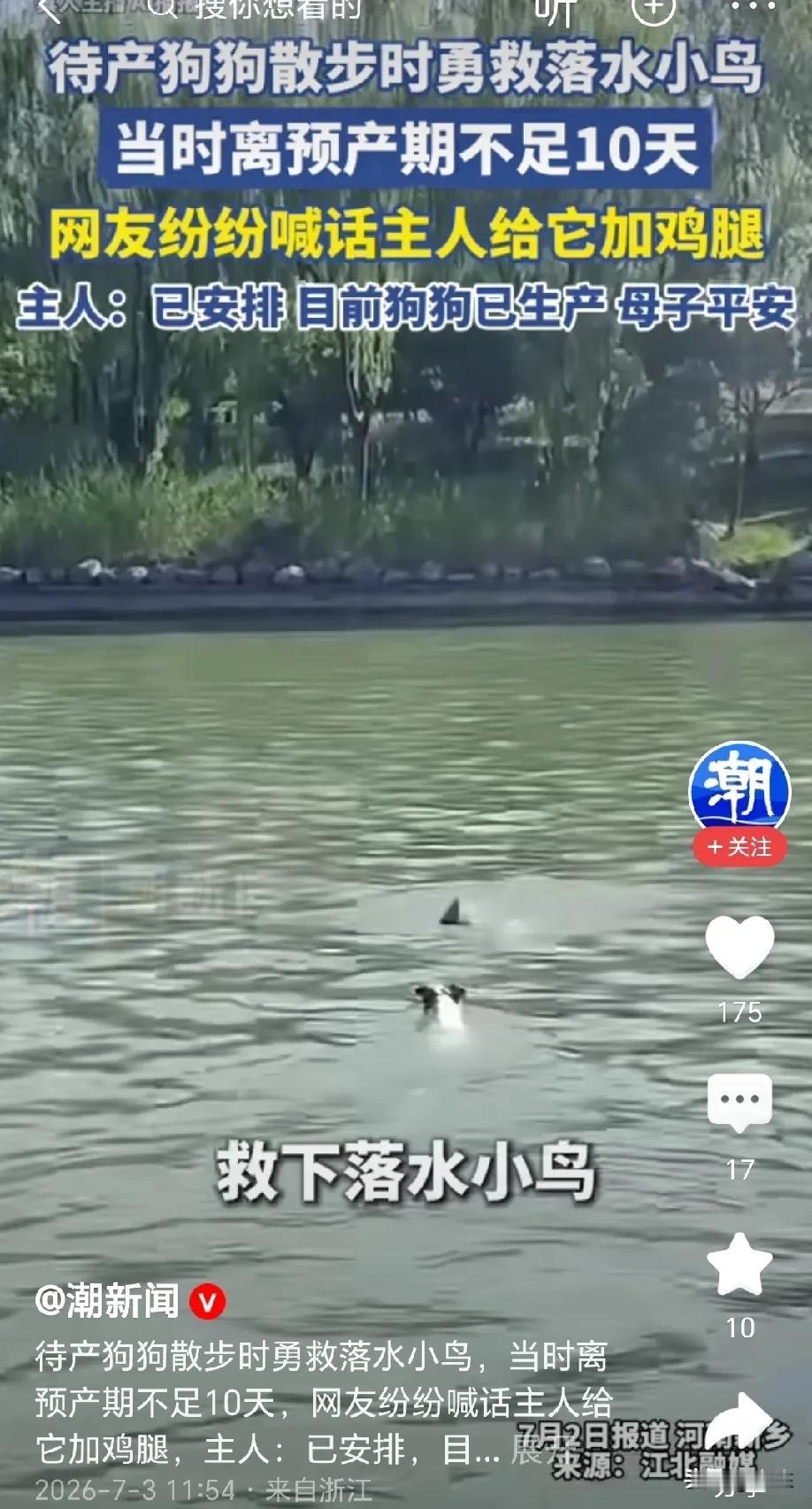 万物皆有灵！河南新乡，男子带着自家待产狗狗散步，走着走着狗狗突然毫无征兆的跳入水