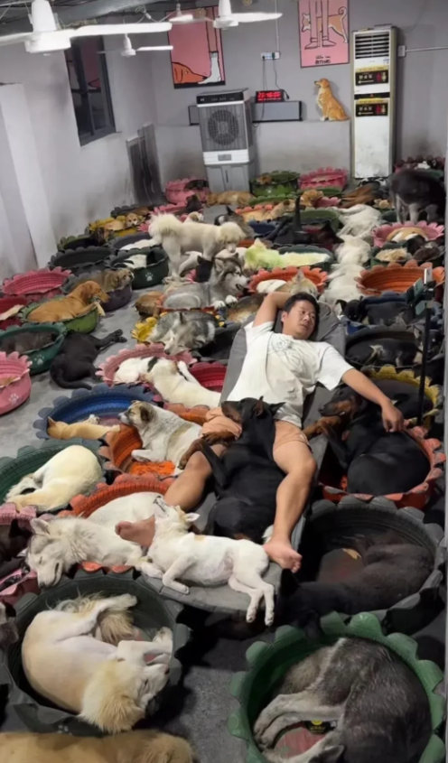 月薪过万，才敢这样养宠物吧。
