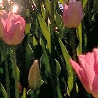 栀子花种植方法：1.光照适宜：栀子花喜充足散射光，宜放置于光线明亮但无强光直射