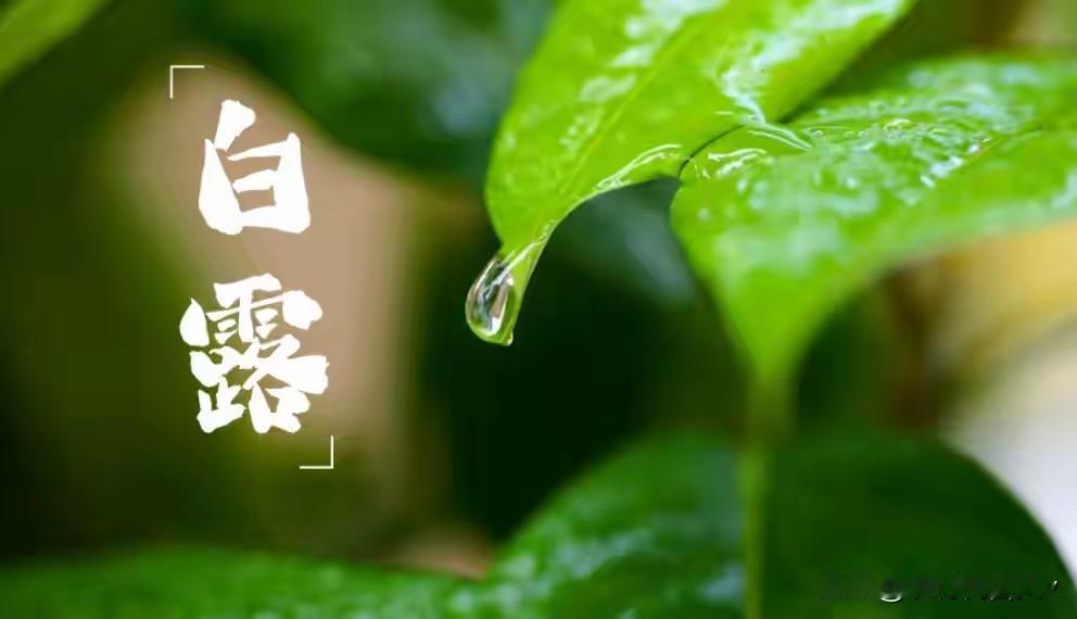 “老怕白露，小怕大寒”，明天白露，提醒老人：4事不做，3物不吃明天就是白露