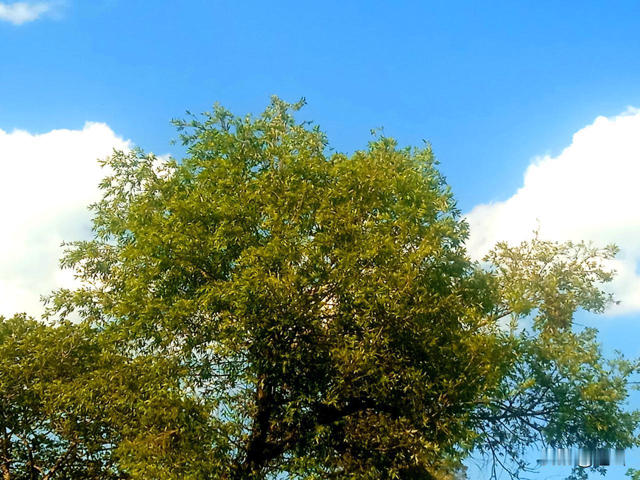 人间春节乐，阴间清明更欢乐，生前留积德，死后享尽孝。清明，净坟柳枝绿，美食厚纸钱