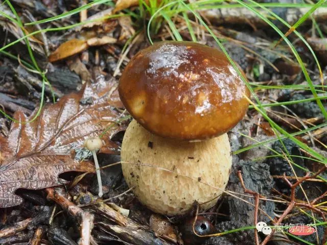 美味牛肝菌(大腿蘑 boletus edulis bull.