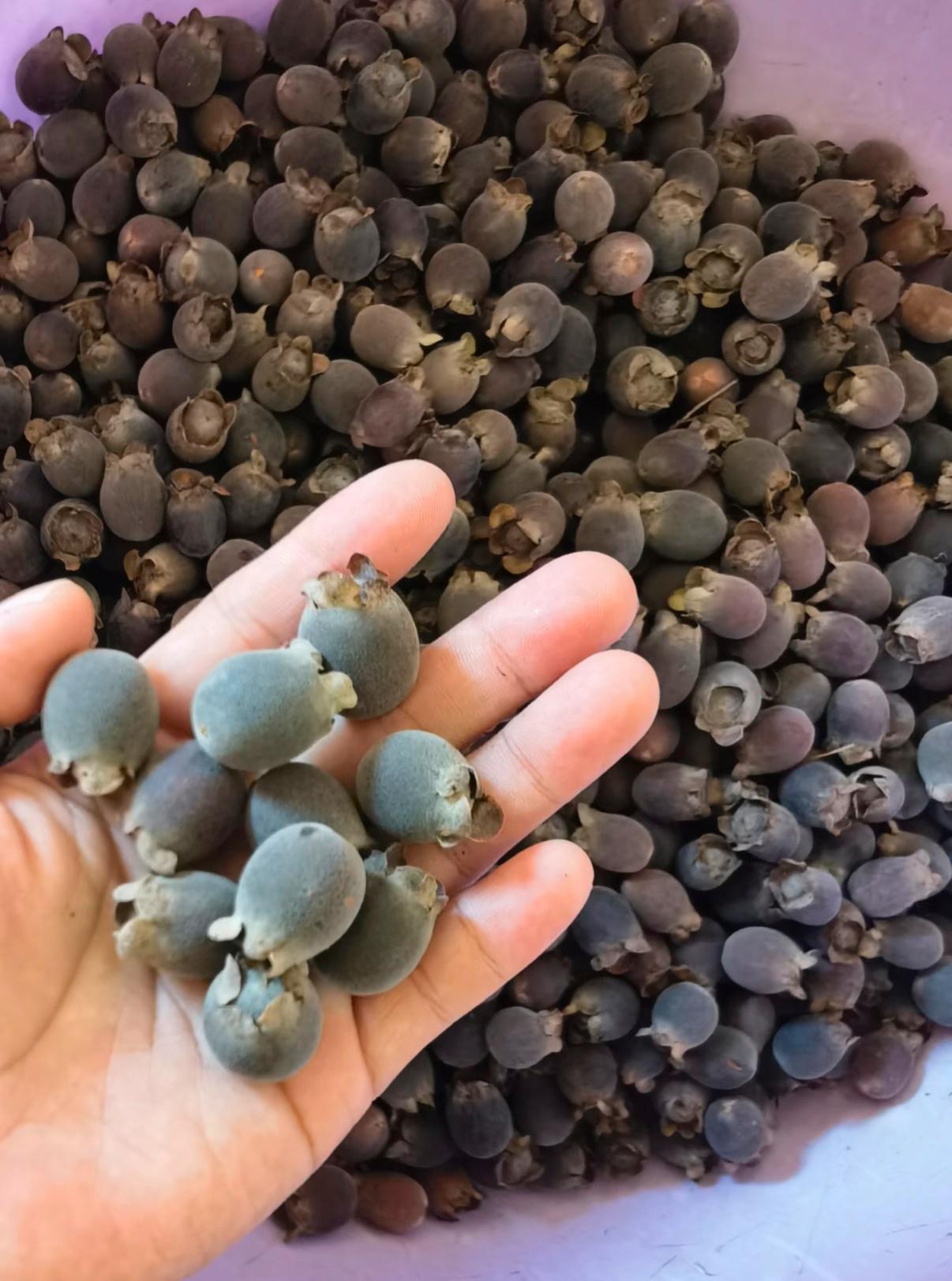 老式水果为何消失了我敢说99%不认识它这才是老广人的老式水果——捻子专长在山上
