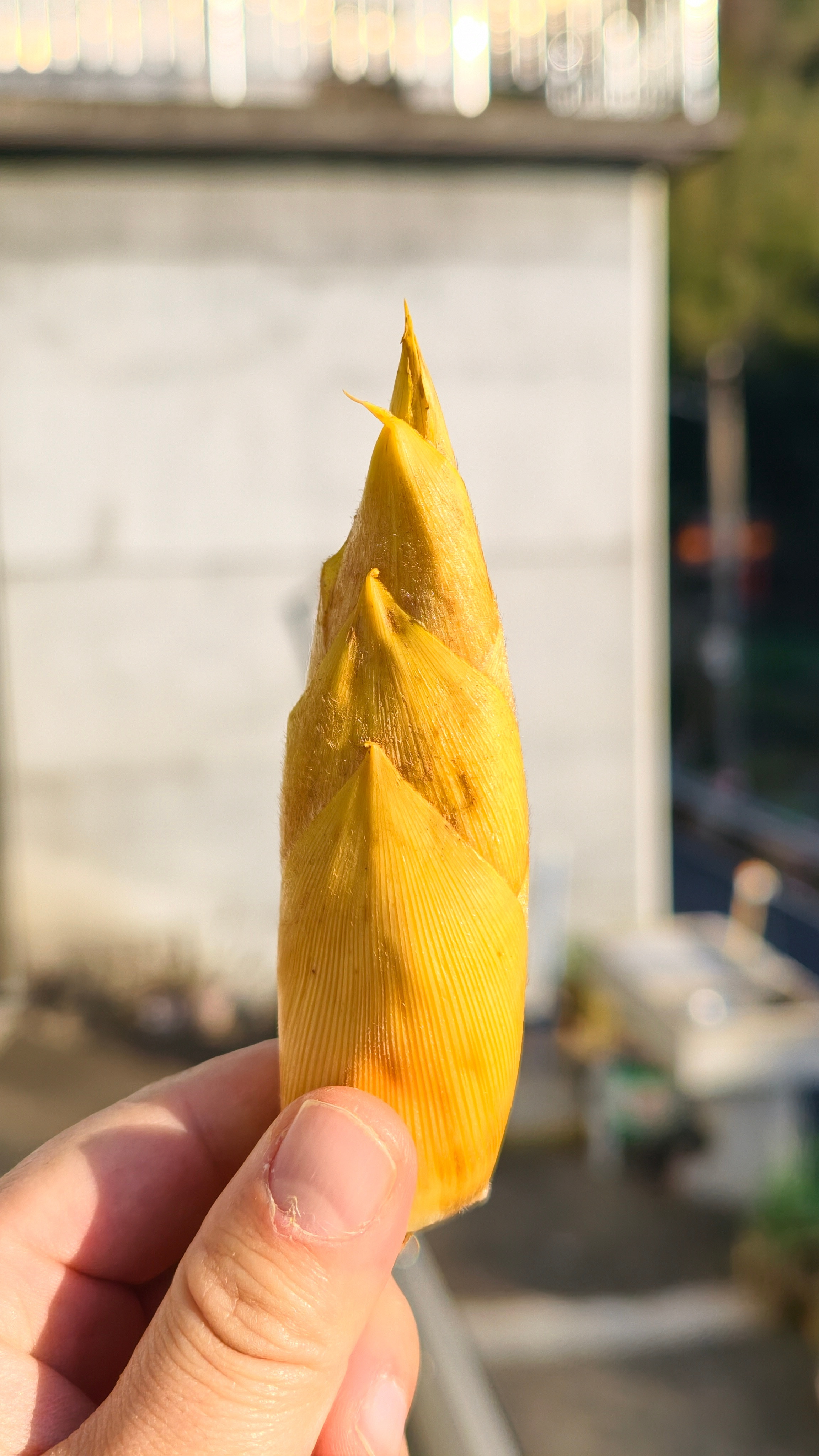 没有空手下山，依旧还是全村最靓的仔