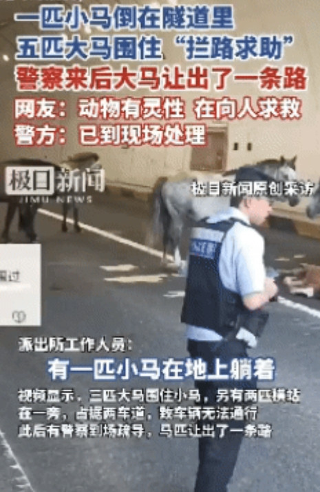 生灵拦路，必有缘故！最近，河北张家口的一个隧道出现了奇怪的一幕，正在行驶的车辆被