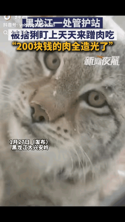 “笑不活了！”黑龙江大兴安岭，一只猞猁在检查站旁遛达时，工作人员看它可能在找吃的