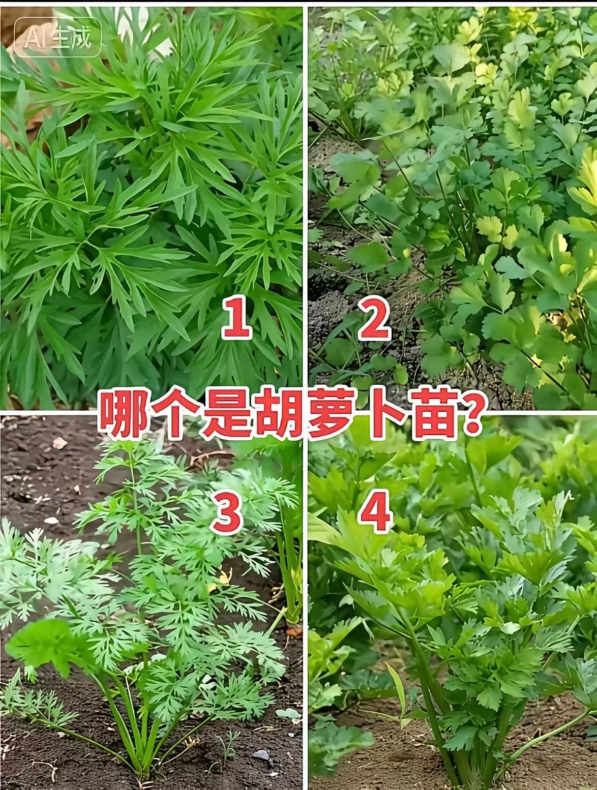 我敢肯定，只有1%的种地高手能猜出来哪个是胡萝卜苗？友友们知道是几号不？欢迎评论