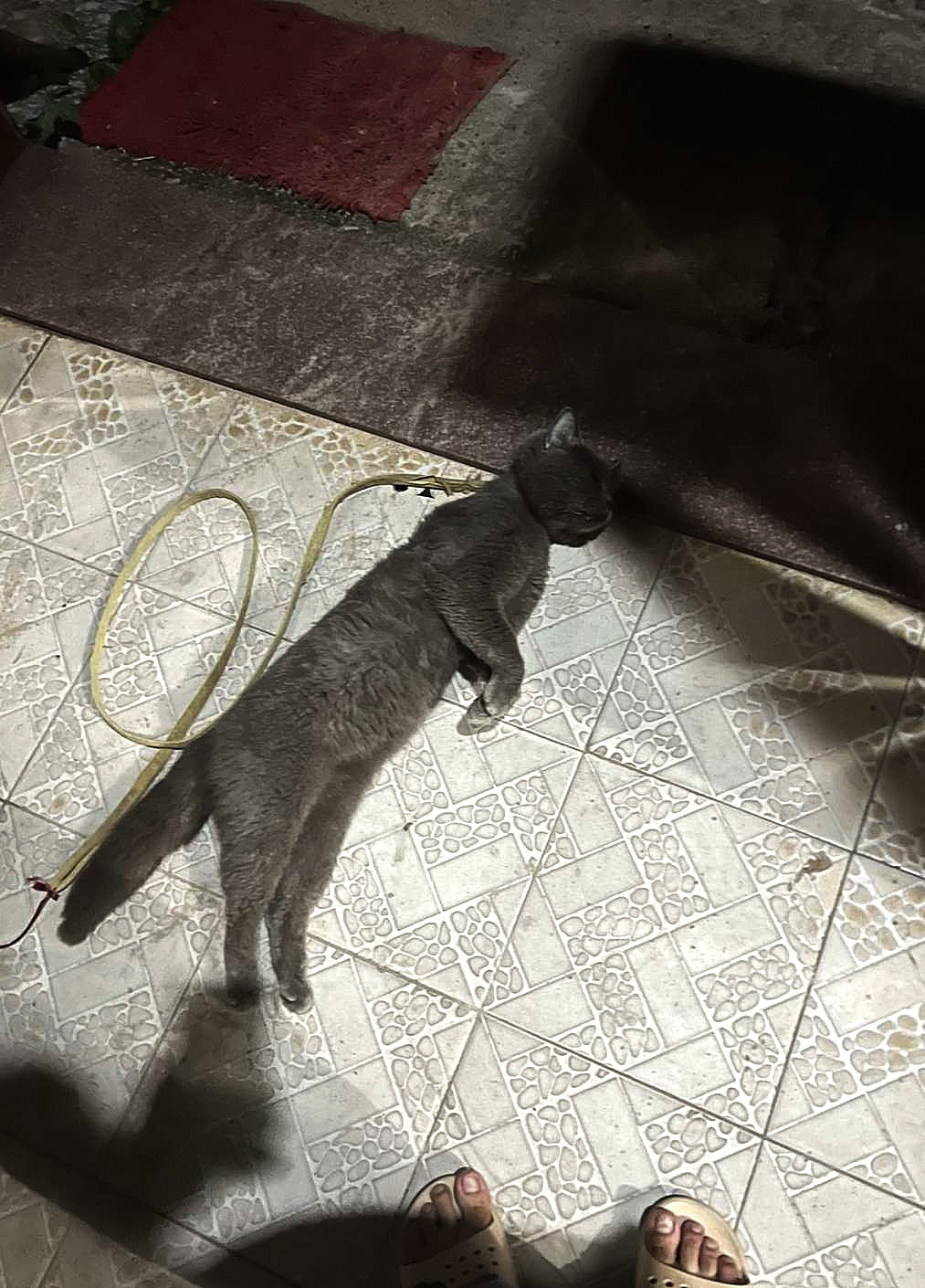 出去打个台球回来，家里阳台的猫从防盗网跳下来，直接吊亖，回来都硬了[哭哭]
