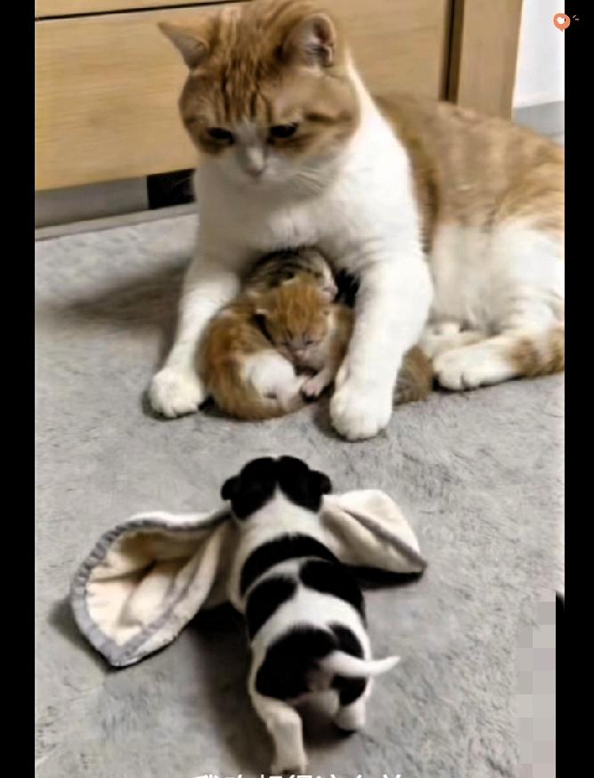 这跨物种的母爱，真的暖到骨子里了！丧母的小奶狗被救助后，看着身边猫崽依偎在猫