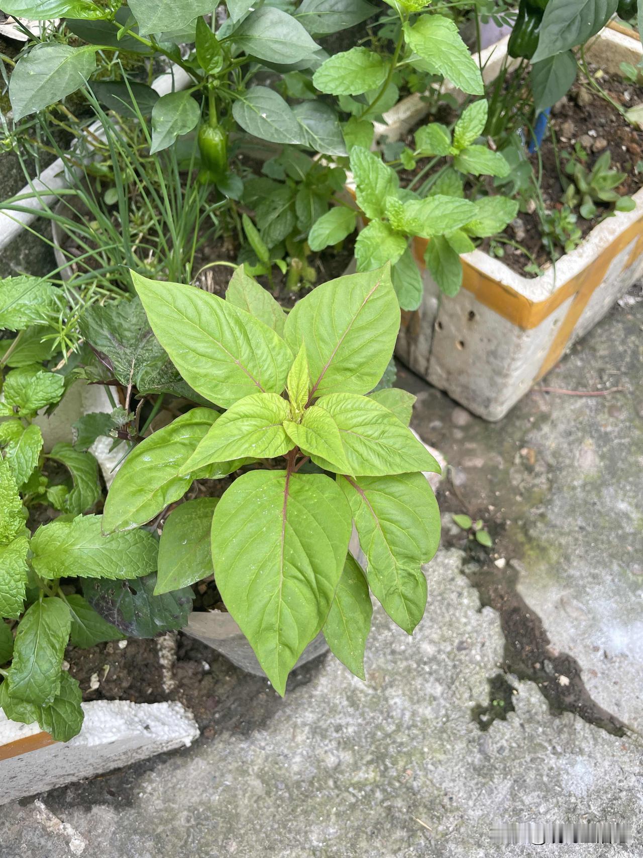可以看看你们种的菜吗南方人特别喜欢种菜，在墙角、阳台上到处都能看到，那么能让我们
