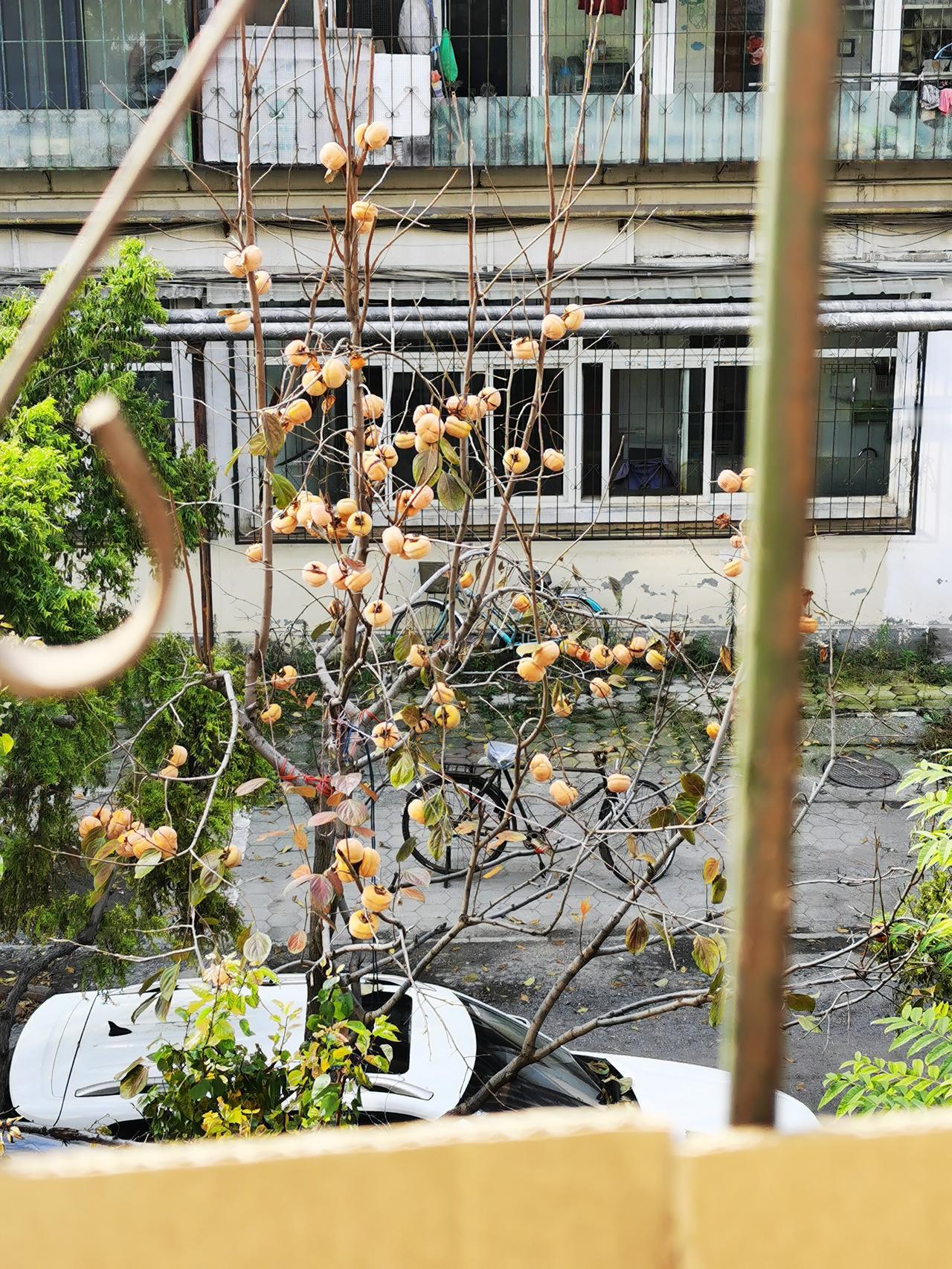 顽强的生命力！叶子都掉光了，果实还挂在树上。