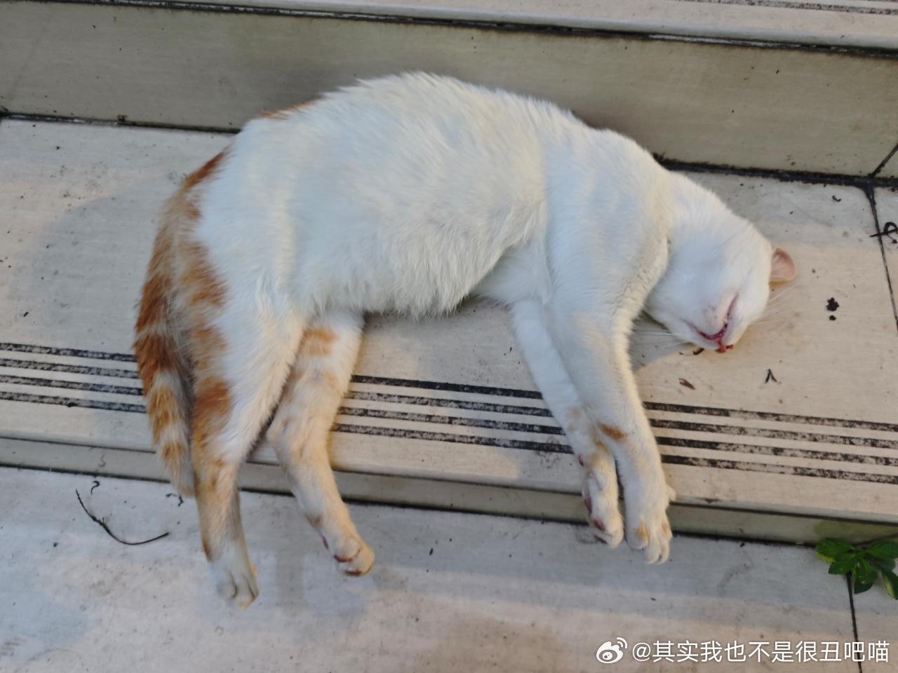 50018【丑猫】表情参考／姿势参考／摄影角度参考