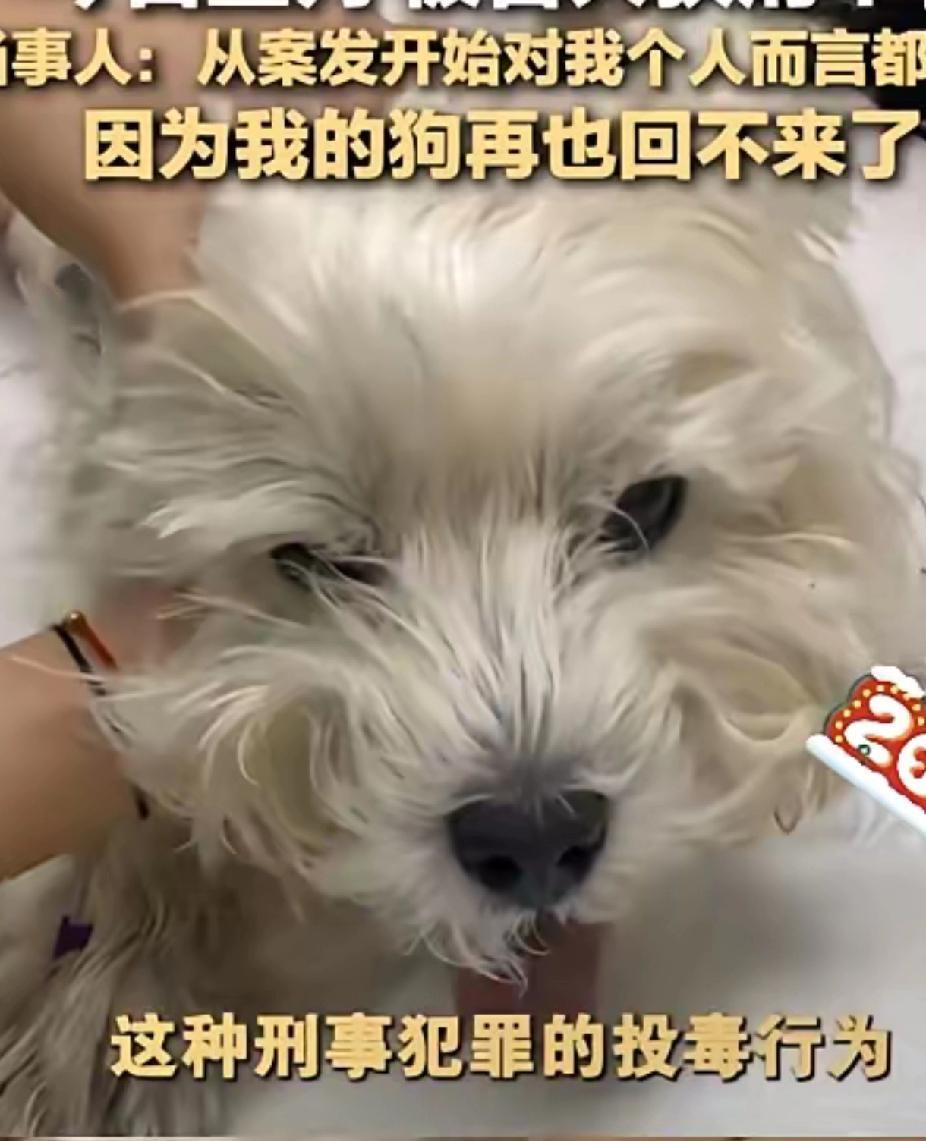 现在网上一片哀嚎哭丧着一条狗没了，大家反应这么过激。平时狗扑人、吓哭小孩时，这