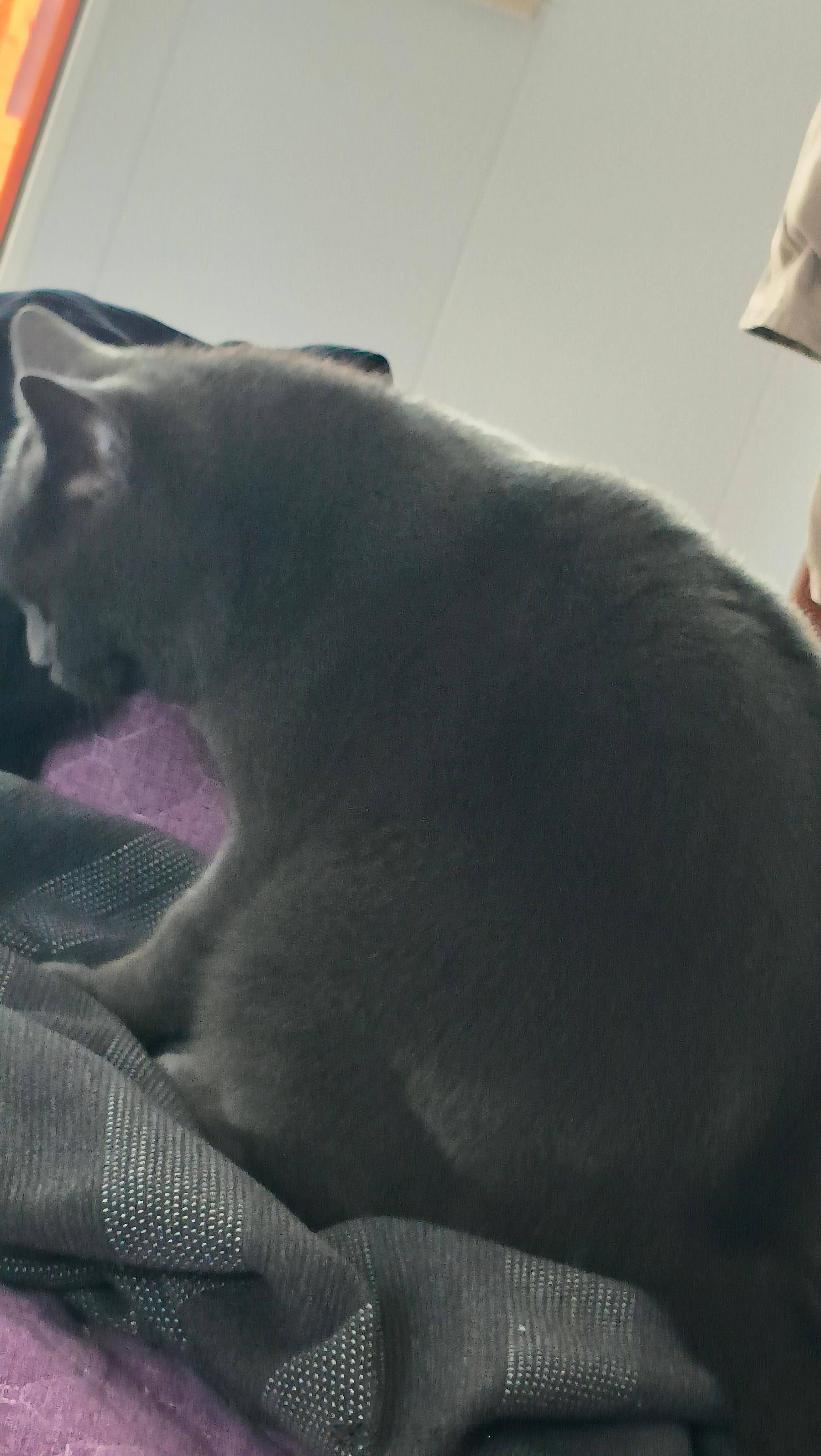 谁家猫怀孕都怀到脖子上了就是肉多。