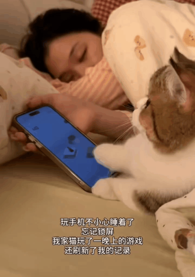 这狗太机灵了，替人将有戏打了！