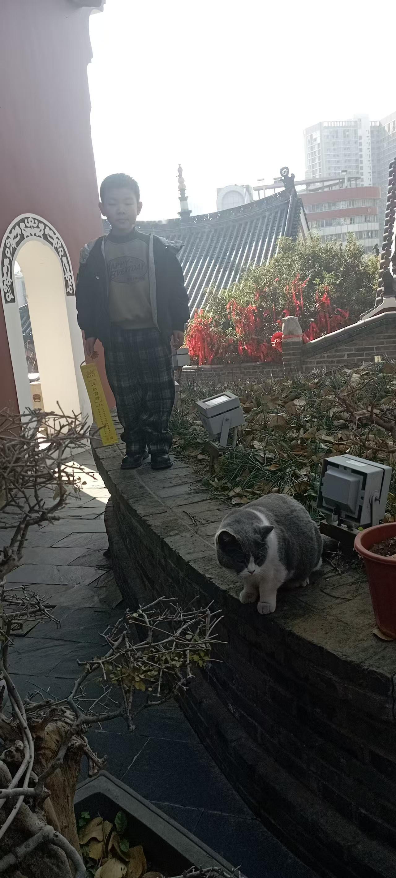 阳光洒在庭院里，小男孩和猫咪的温馨时光。