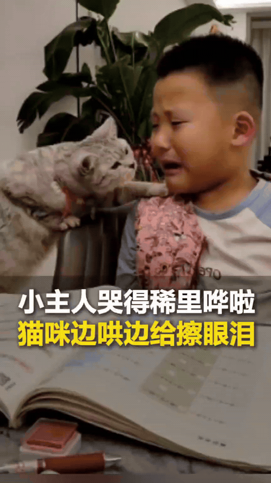 太有灵性了，山东，哥哥和弟弟因为琐事闹了点矛盾，弟弟忍不住一直哭，家里的猫咪看见