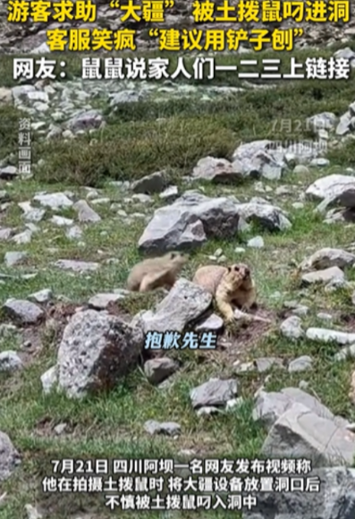 “笑不活了！”四川，男子拍摄土拨鼠，刚将大疆设备放洞口，结果，下一秒就被土拨鼠叼