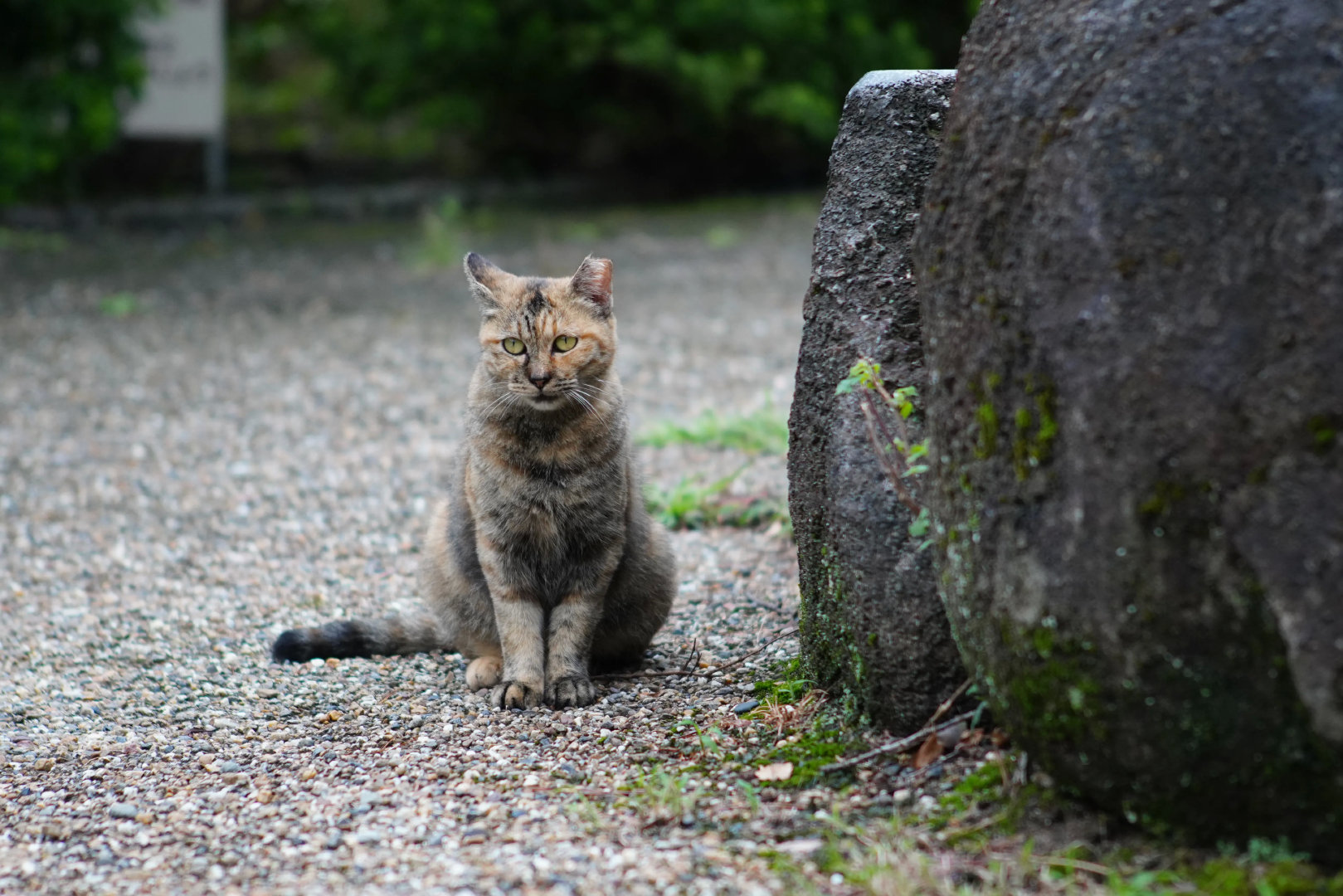眼神左中右乱瞄的猫！