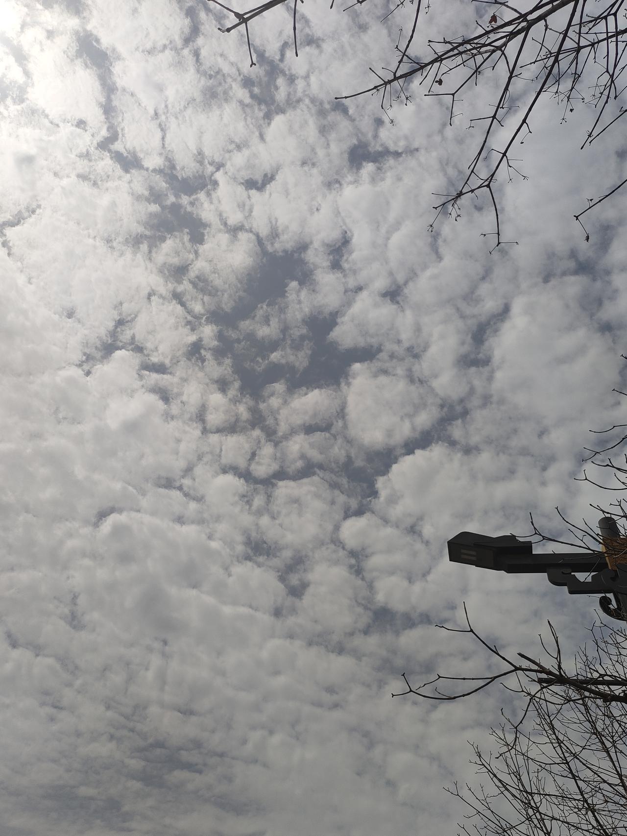 抬头是碎云漫过的天，枯枝在风里轻轻摇，把春日的温柔都揉进这一片清浅的蓝里。