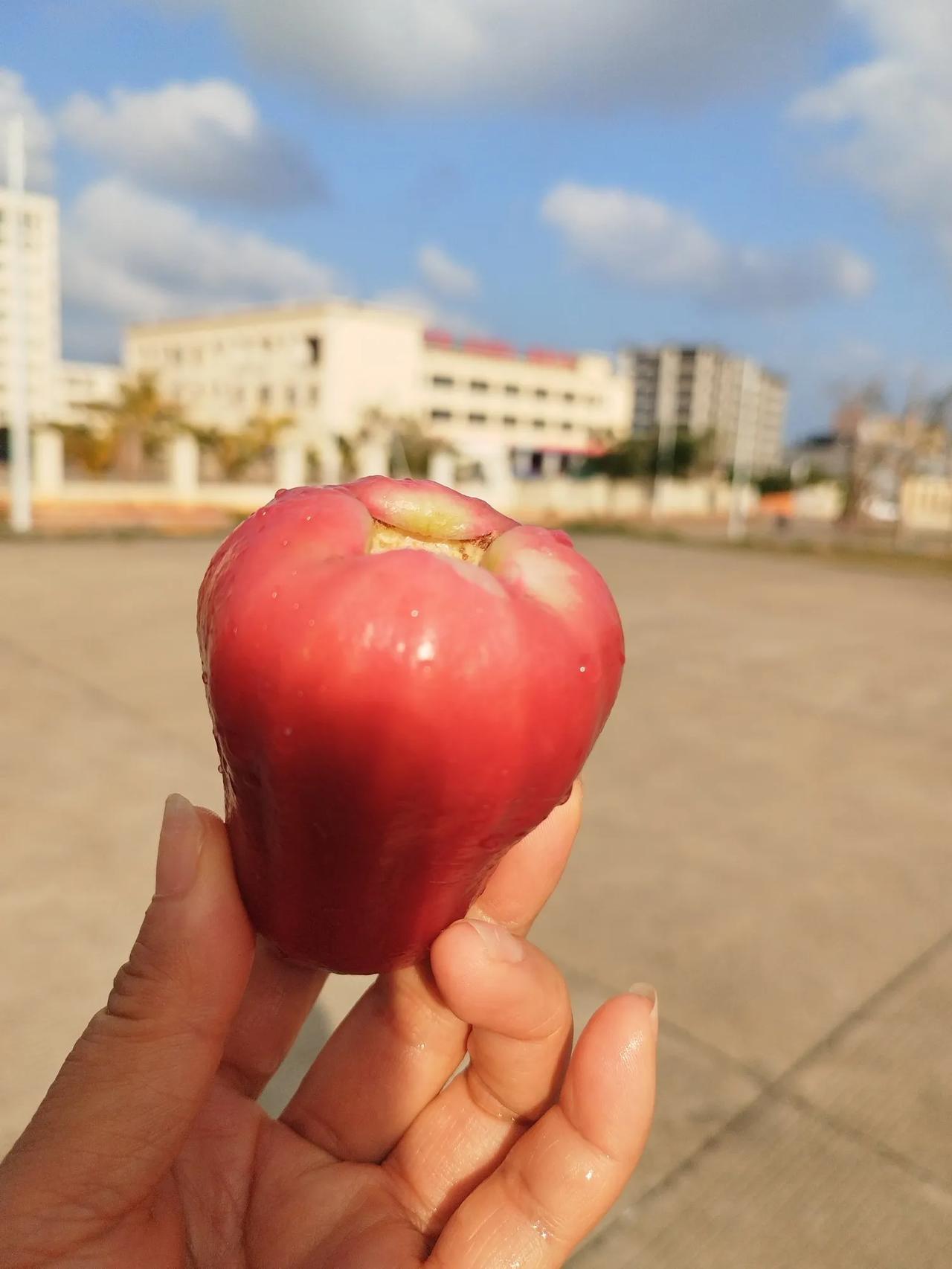 在海南第一次吃到了好奇已久的热带水果：莲雾，终于知道它是什么味道了。这次在海南