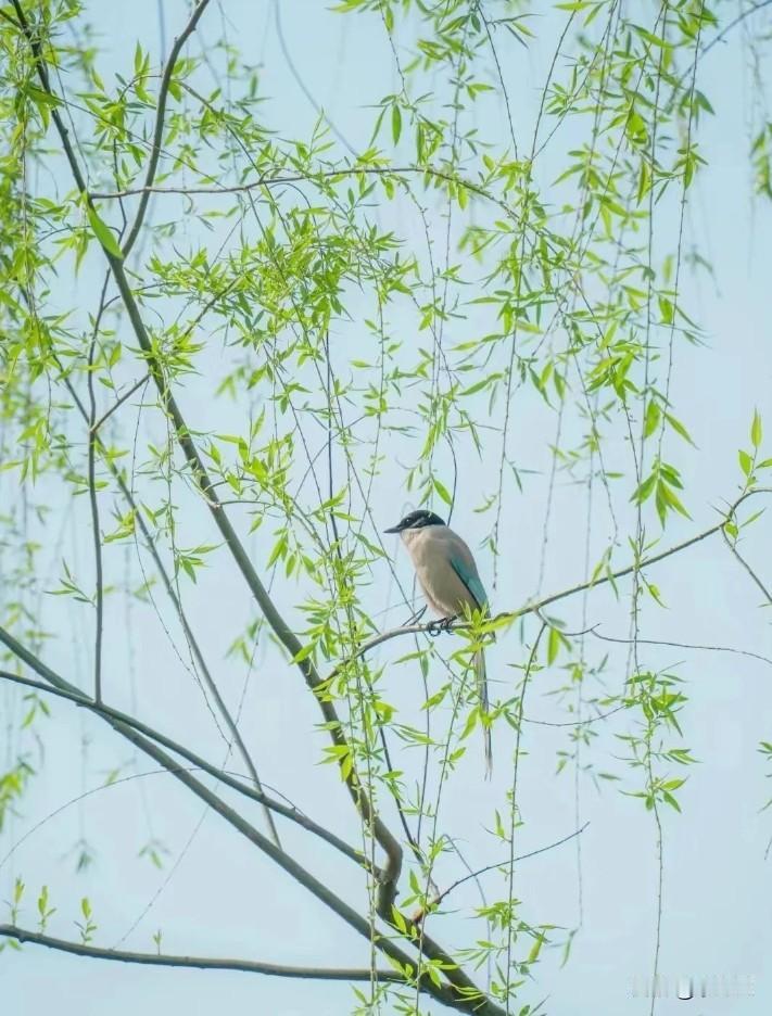 今天我要去修牙，有点闹心。我的牙有两个问题，我现在犹豫不决，该怎么办？一个问