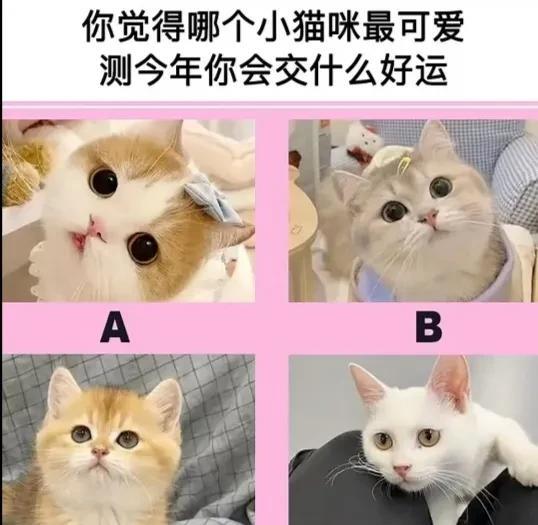 心理测试1274，你觉得哪个小猫咪最可爱，测试今年你会交什么好运？#秋日好时光#