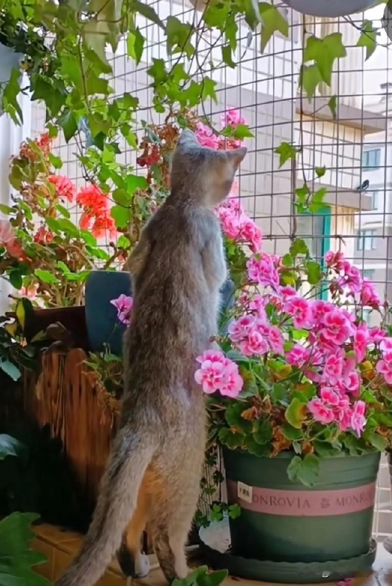 分享我这周有趣的事：楼下吵架声引围观！小猫咪“吃瓜”姿势太好笑，听不懂也坚持当观