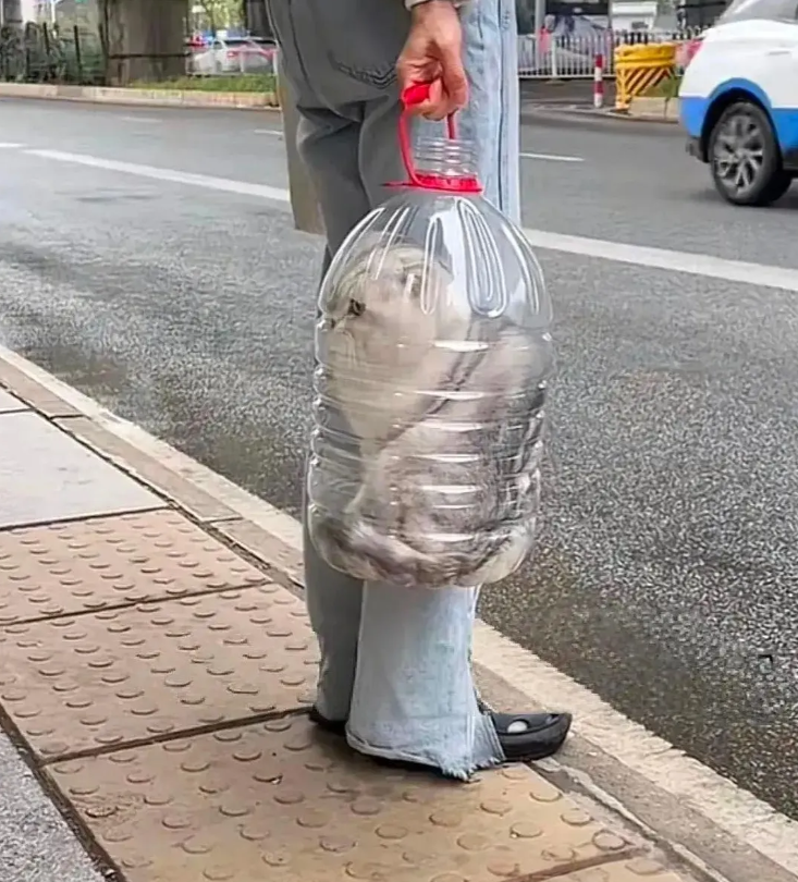 自从它把背包撕坏以后，我就这样带它出门。