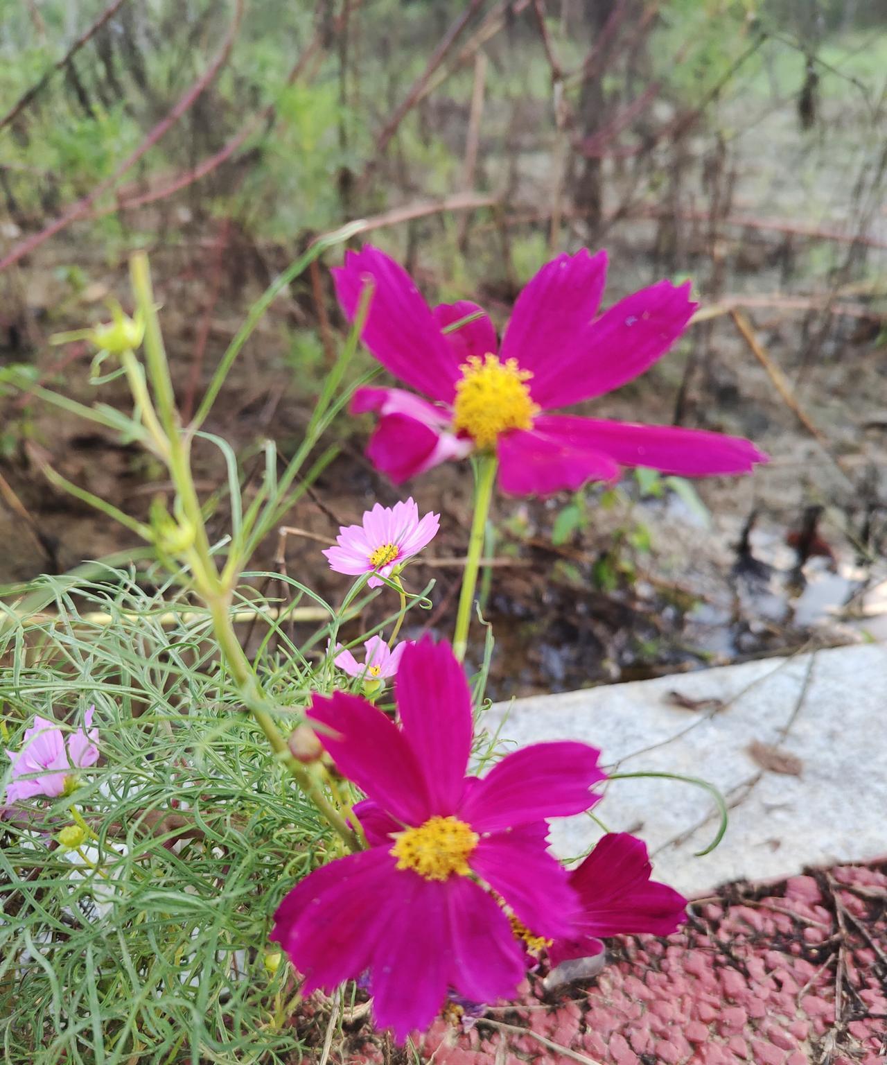 #分享一下你随手拍的花#早上去公园转转，天还是灰蒙蒙的想要落雨的样子，凉风迎面扑