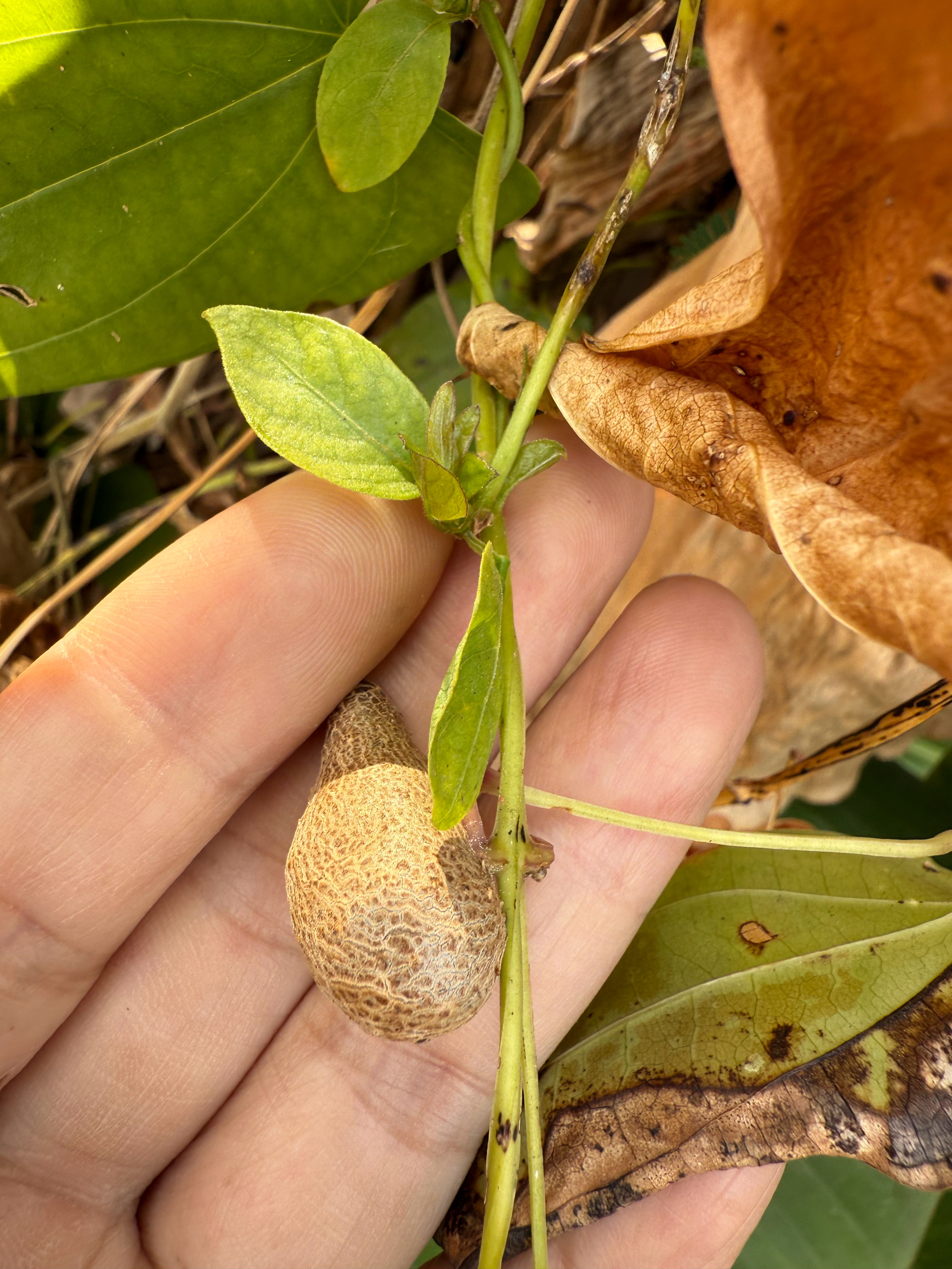 不知道是什么植物，说不准这东西很值钱，不会是我碰了稀罕货吧？有没有懂植物的朋友，