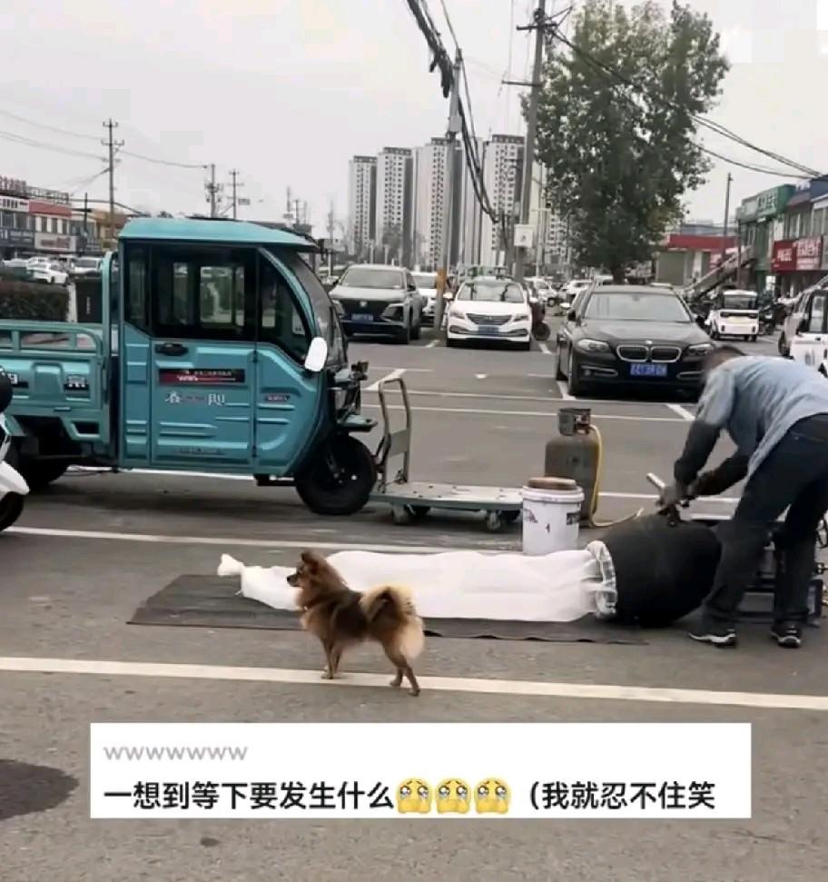 安徽街头这只小狗太惨了——凑到爆米花摊看热闹，下一秒大爷“开锅暴击”，巨响+蒸汽