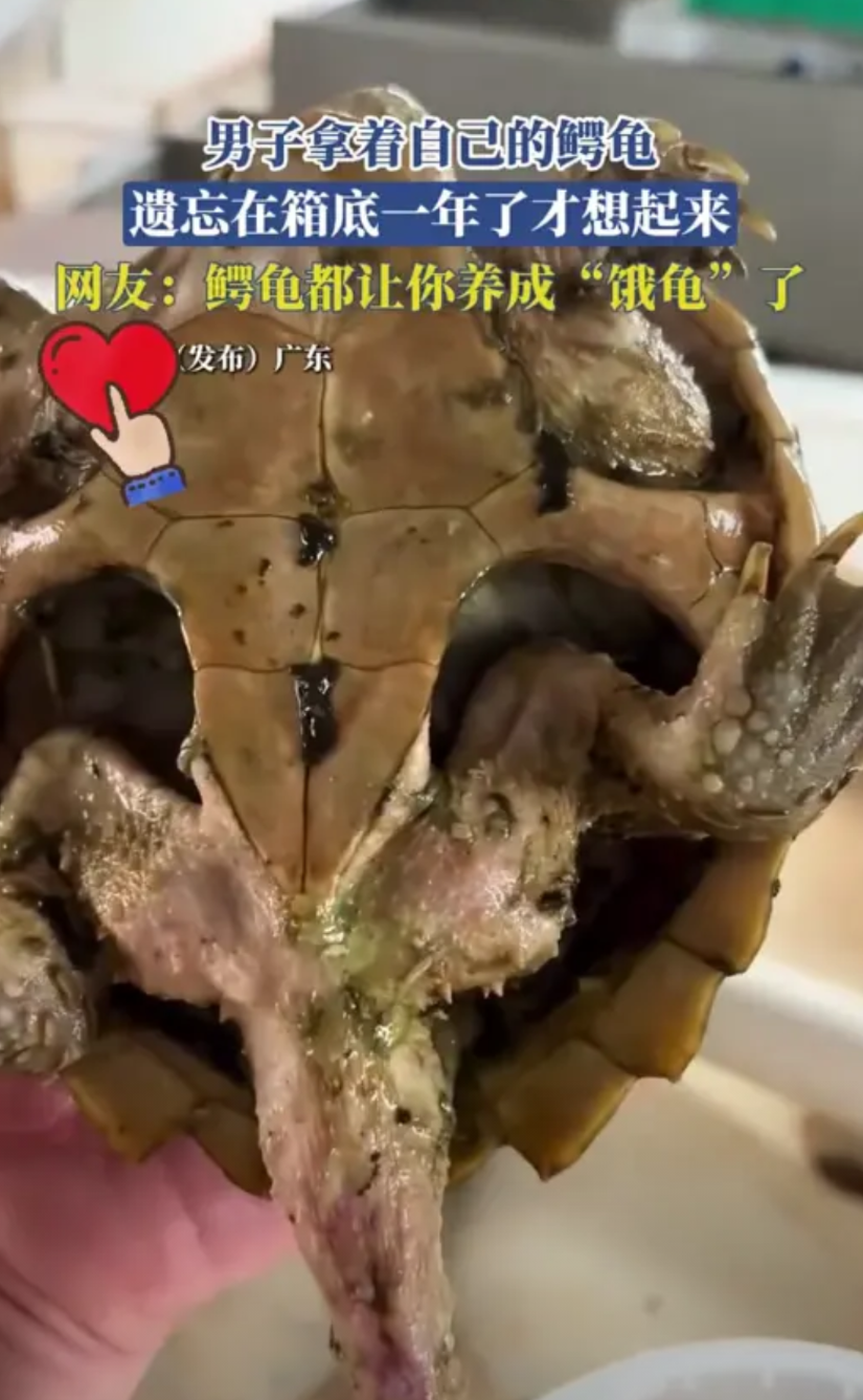 太神奇了！广东，一男子在清理东西时，竟然在自家箱底忘记了一只鳄龟，关键是这一忘，