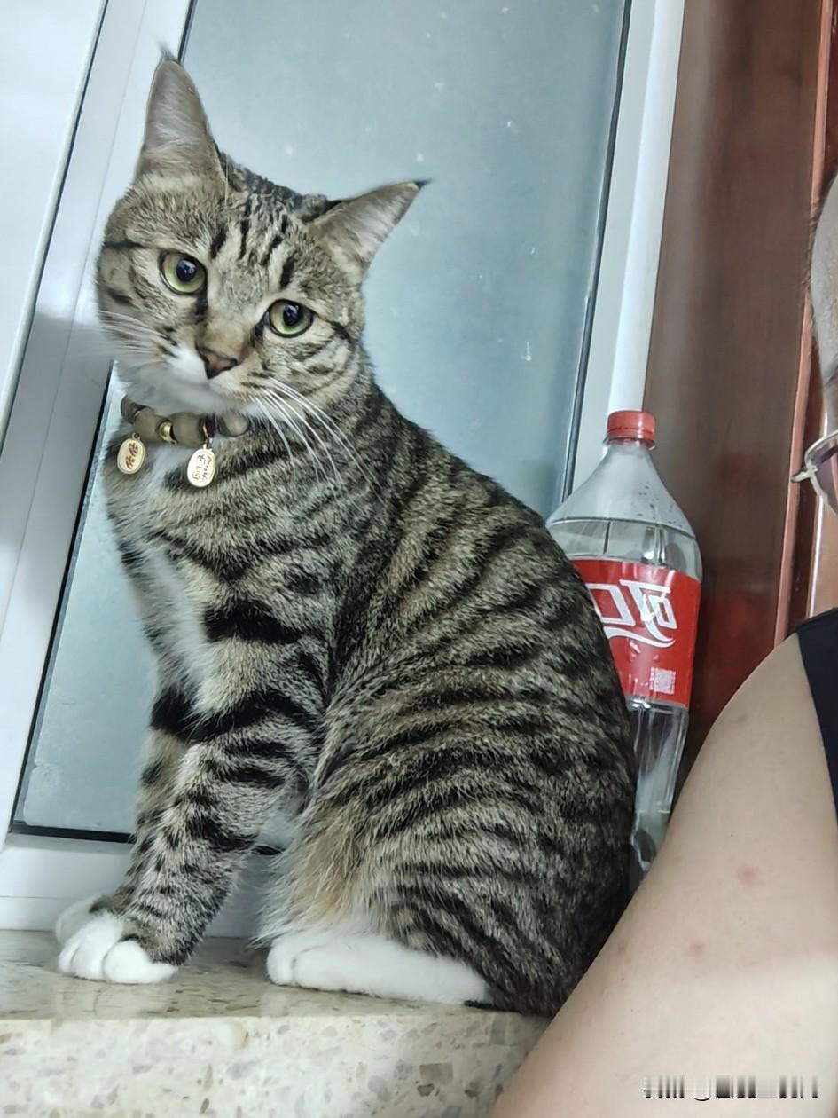 猫咪频繁舔爪子是什么原因?看到这个问题我是有发言权的，因为我家养猫，对猫很有研
