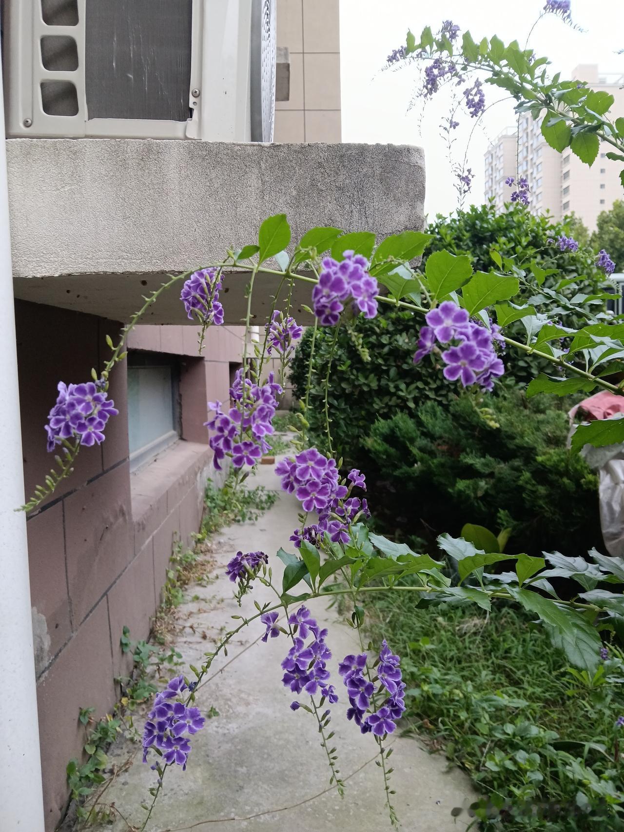 最合财的夫妻生肖搭配:1、龙+鸡：年年发财2、蛇+羊：财源广进3、羊+鸡