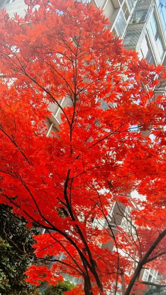 80岁还能蹦跶？试试这4个保命做法！你瞅瞅小区里的张大爷李大妈，80多了还