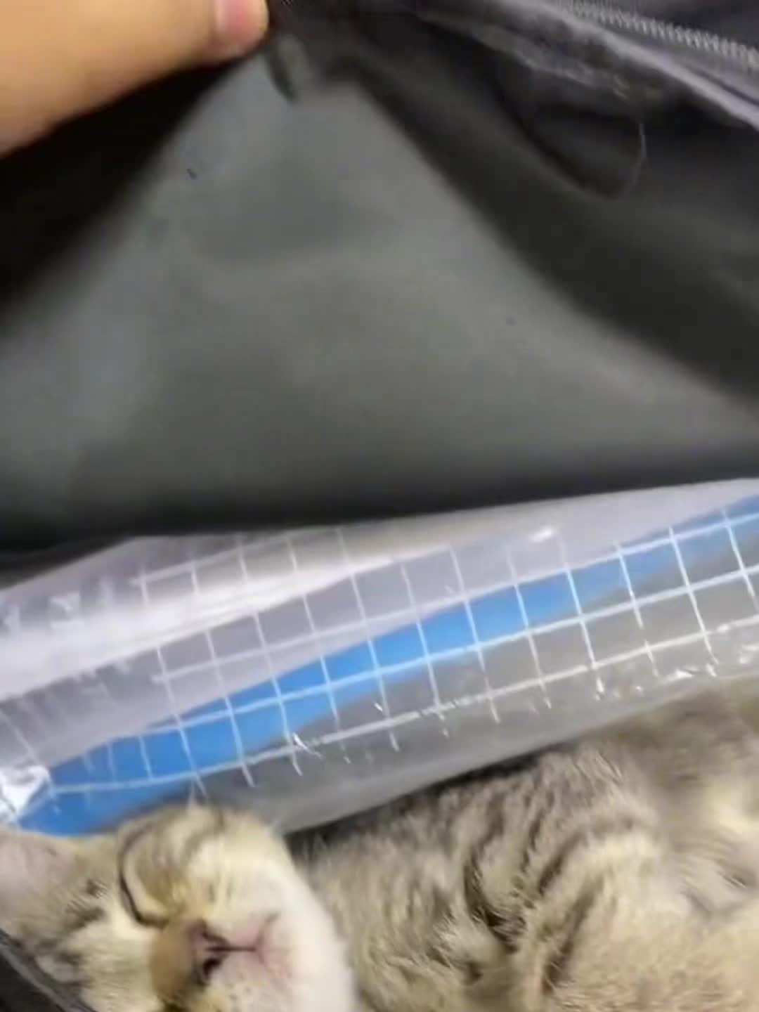 作业变成猫了