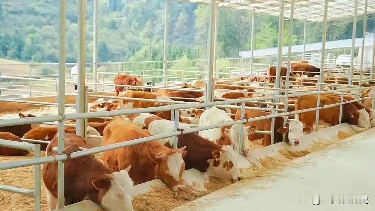 美国着急，中国出手了！这一下，可是打到了关键地方。咱们国家决定，对从巴西、澳大